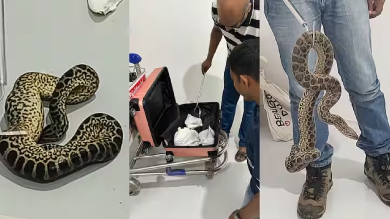 Bengaluru Airport Custom Officers Seized Yellow Anaconda From Passenger Bag