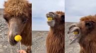 Camel Testing Lemon