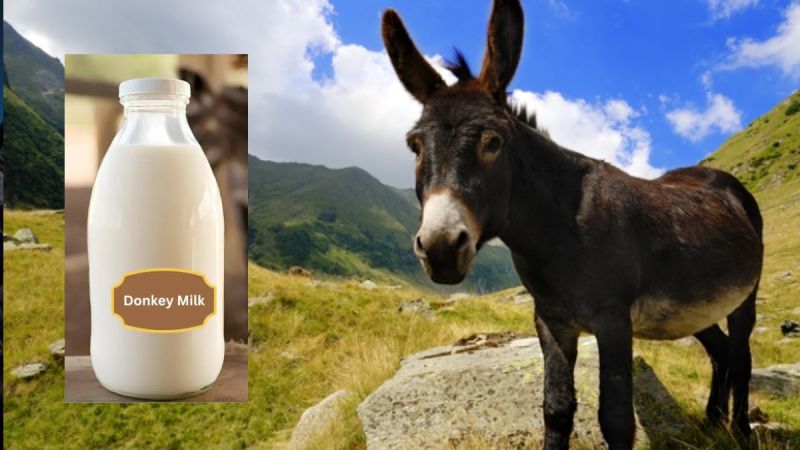 Donkey Milk