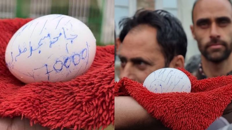 Egg Auction
