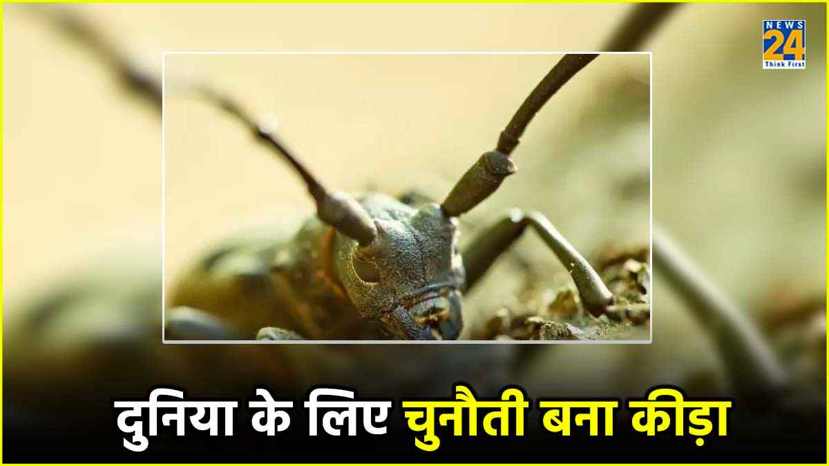 दीमक से भी खतरनाक है यह कीड़ा जो पूरे पेड़ को कर देता है सफाचट, कई देशों के लिए सिरदर्द