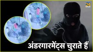 Jabalpur Underwear Thief Viral Video