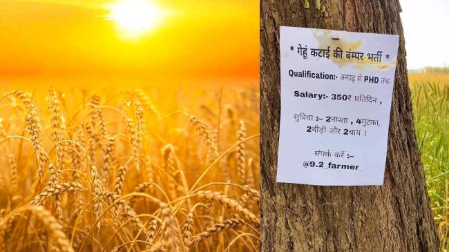 Job Vacancy wheat field Job Vacancy wheat field
