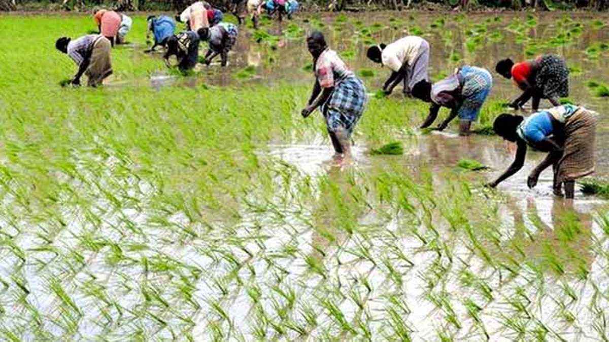 किसानों के लिए अच्छी खबर, इस खरीफ सीजन में बढ़ सकता है मुनाफा