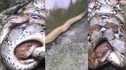 Snake Fight Video