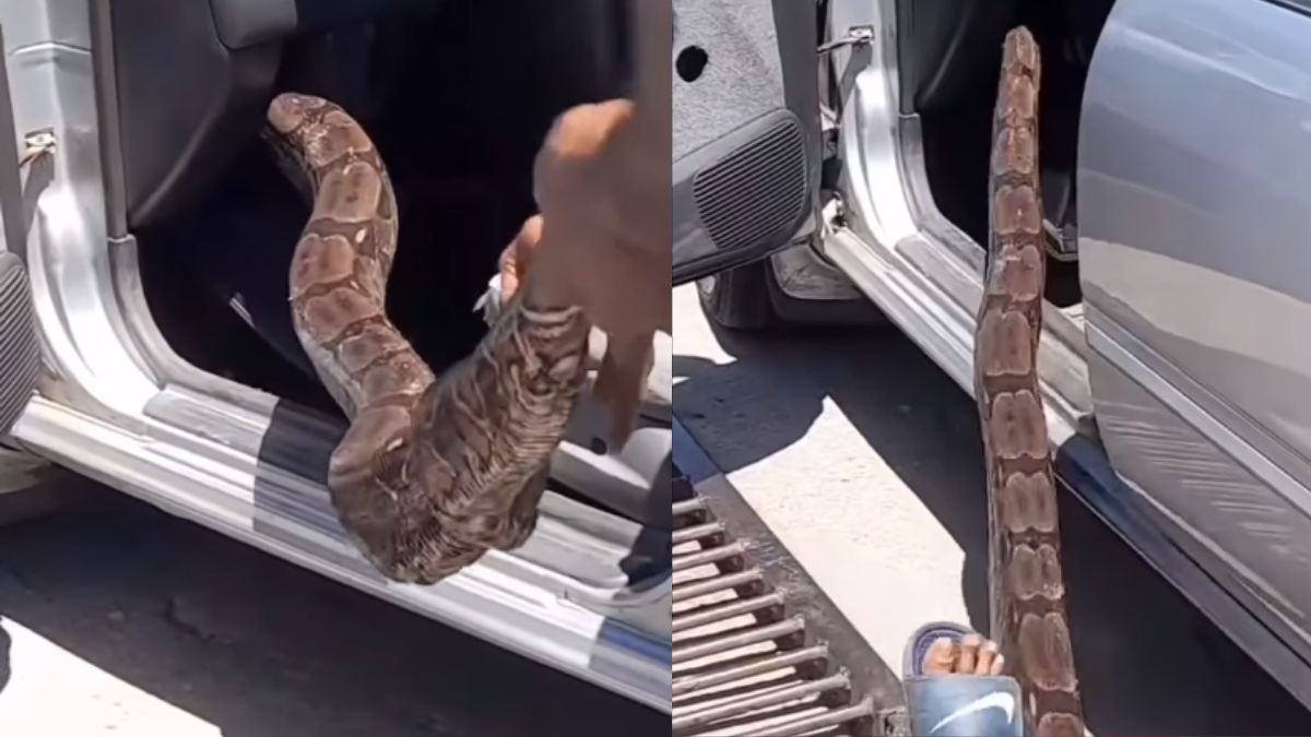 Snake in Car