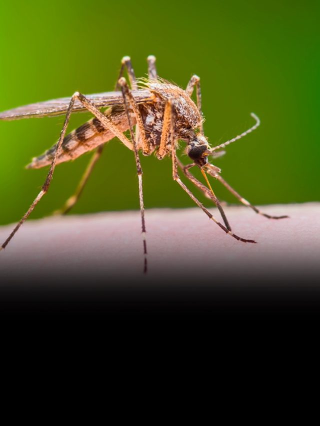 मलेरिया के 7 शुरुआती लक्षण