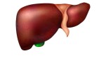 fatty liver (2)