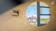 home remedies for mosquitoes