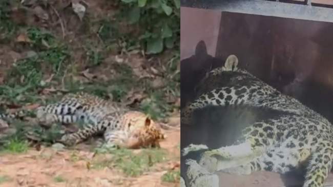 A Leopard Died By Heat Stroke A Leopard Died By Heat Stroke