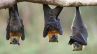 Bats died for heatwave
