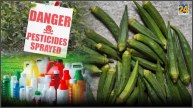 Pesticides in Lady Fingers