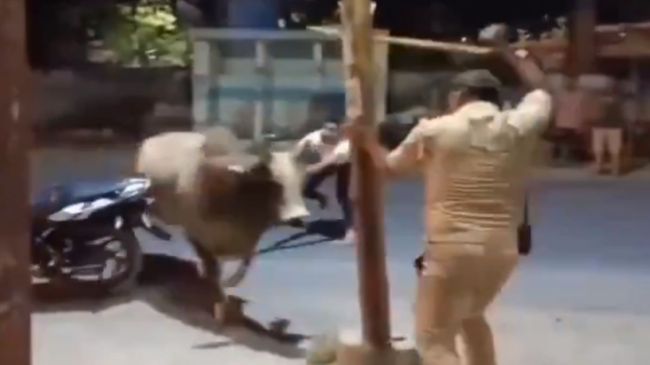 Bull Fight Viral Video