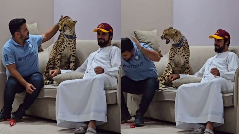 Cheetah Attack Cheetah Attack