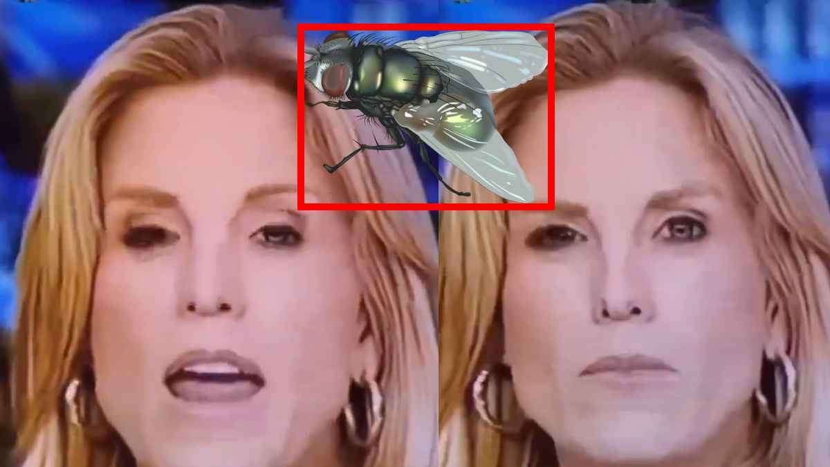 Fly