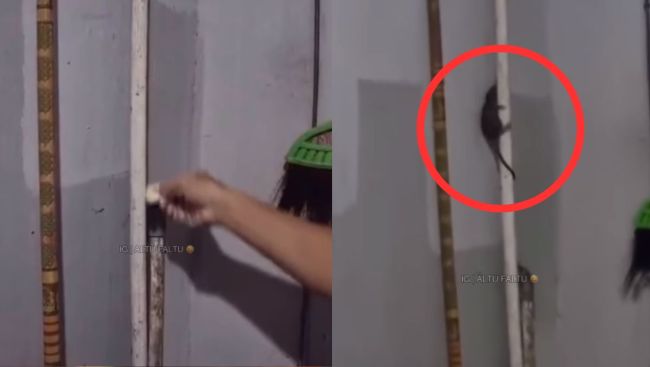 Funny Rat Viral Video