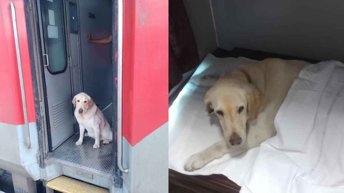 Indian Army Dog