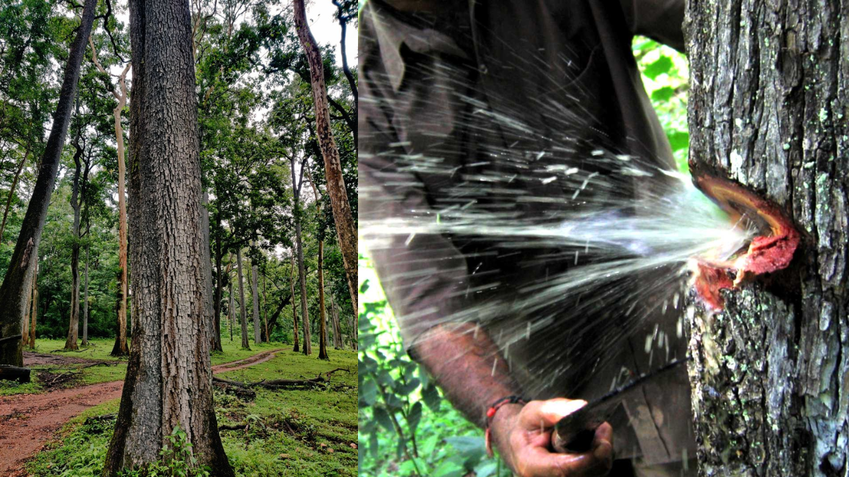 Indian Laurel Tree Water Storage Reason