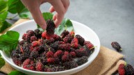 Mulberry Eating Benefits_