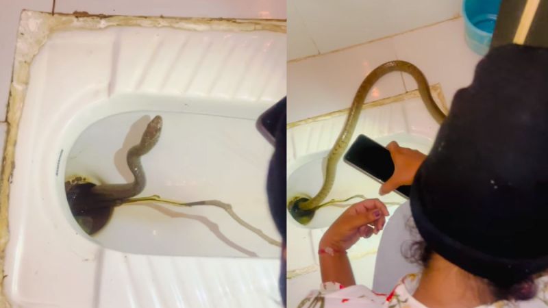 Snake Viral Video