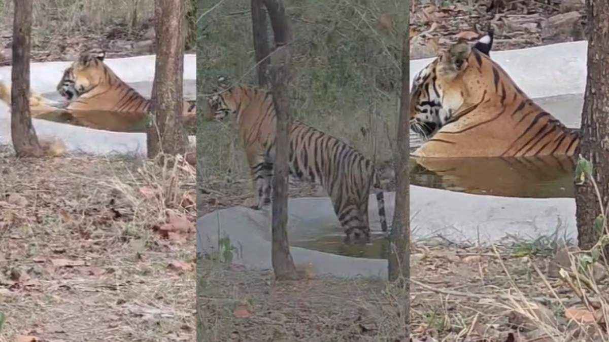 Sundari Tigress Swimming Pool Bathing Video