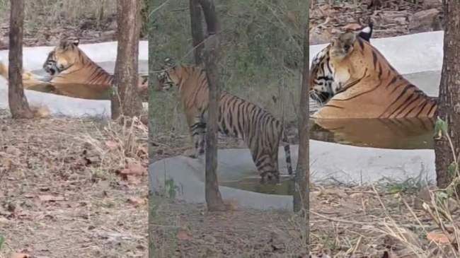 Sundari Tigress Swimming Pool Bathing Video
