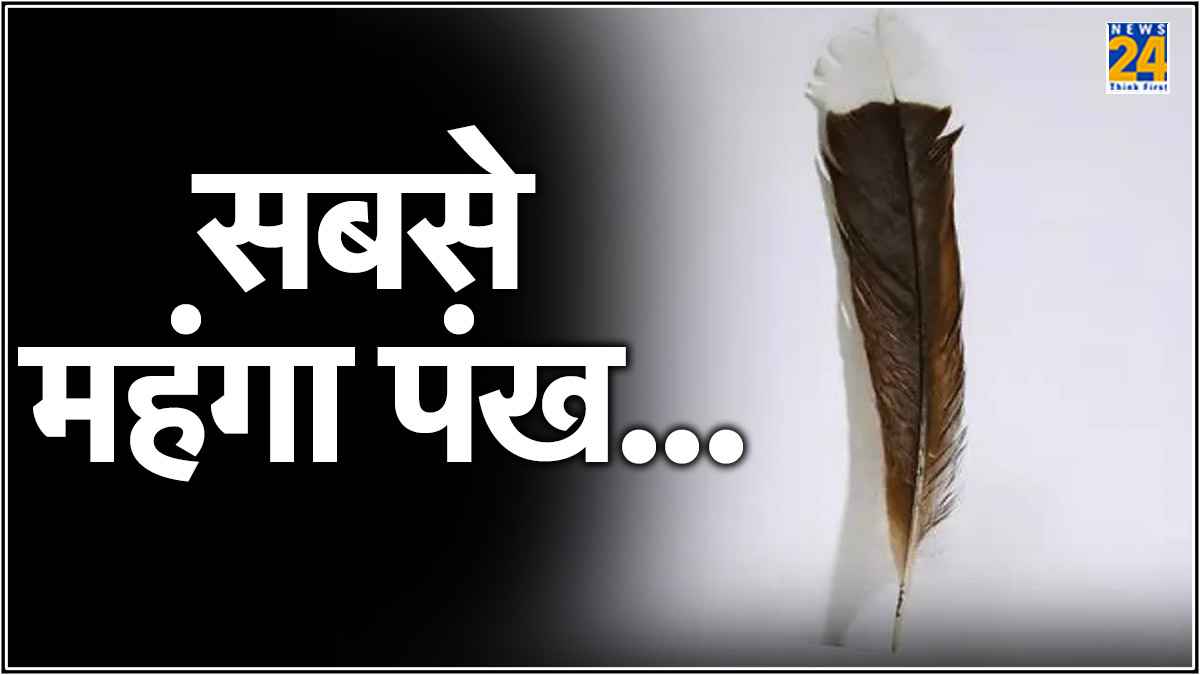 23 लाख 67 हजार रुपये में बिका दुनिया का सबसे महंगा पंख, सोने से 40 गुना ज्यादा कीमत