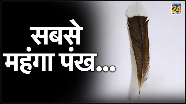 most expensive feather... most expensive feather...