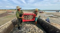 Vietnam Fish Deaths