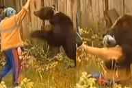 Bear attack viral video