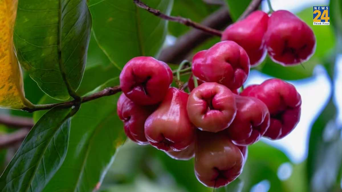 water apple plant