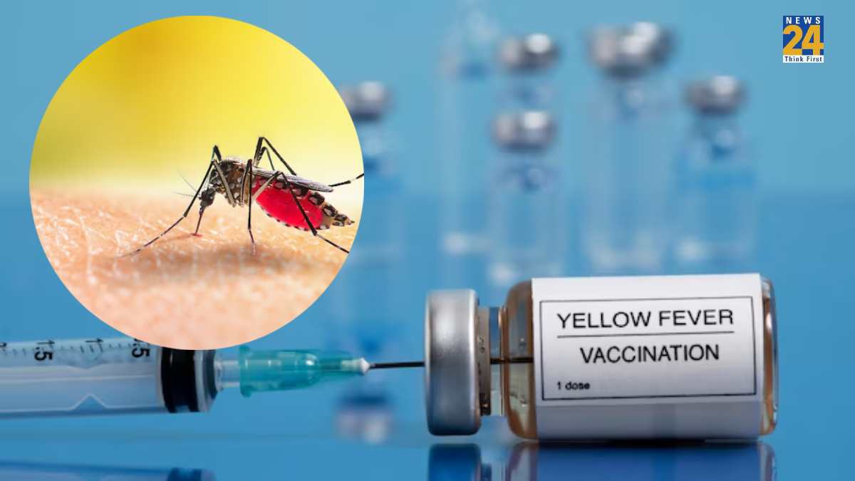 yellow fever symptoms