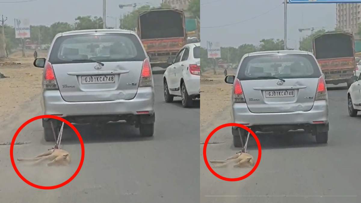 Car Dragged A Dog On Highway Video Viral