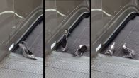 Escalator Accident Viral Video