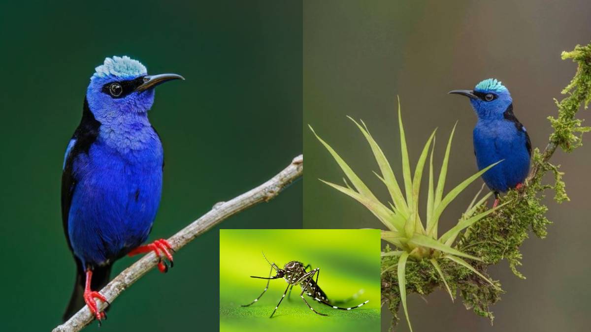 Honeycreeper