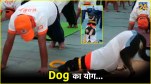 International Yoga Day Special Dog