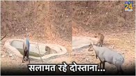 Leopard Nilgai Drinking Water Together