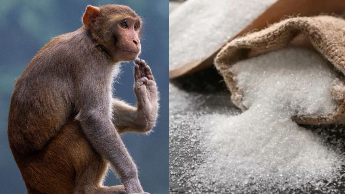 Monkey Ate Sugar