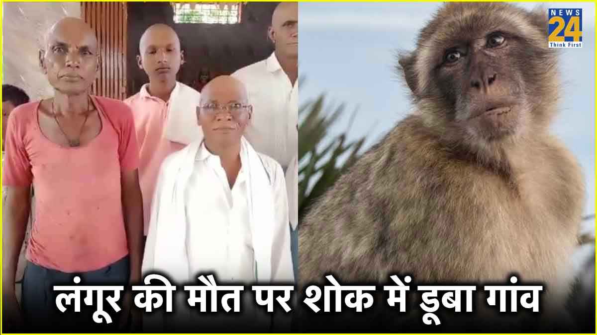 Monkey