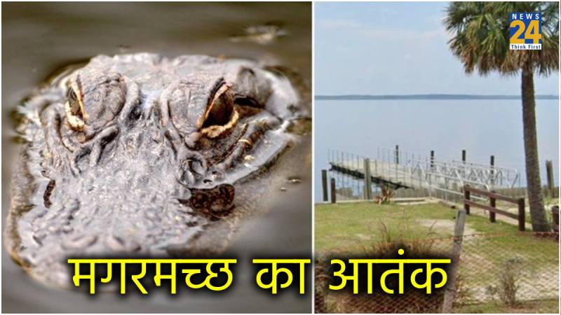 Alligator Attack