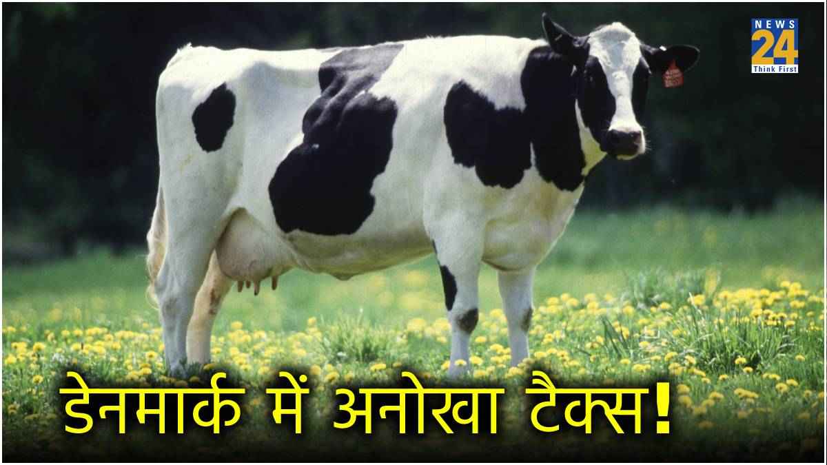 गाय के 'गैस' छोड़ने पर 100 डॉलर का टैक्स! दुनिया में पहली बार कहां लागू होगा नियम?