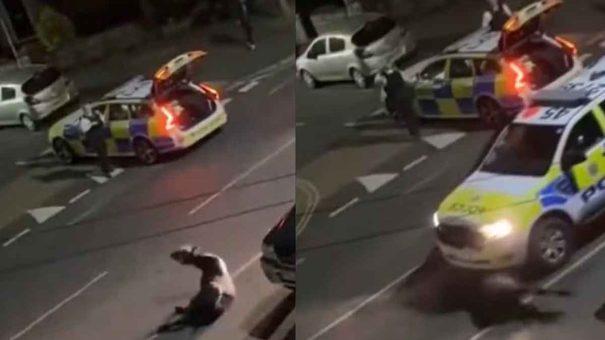 Police Cow Accident