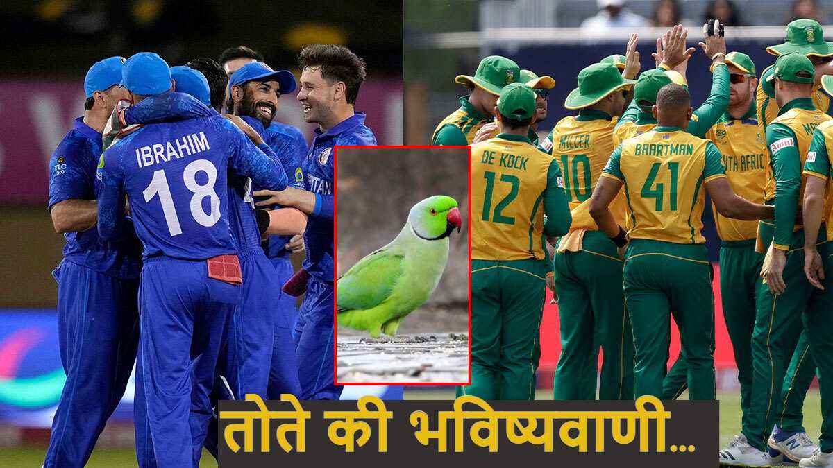 SA vs AFG Semi Final: सच साबित हुई तोते की भविष्यवाणी, चोंच से चुना सेमीफाइनल विनर का नाम