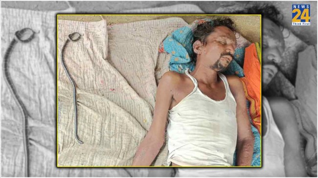 Cobra Snake Killed Man Snake Died Also