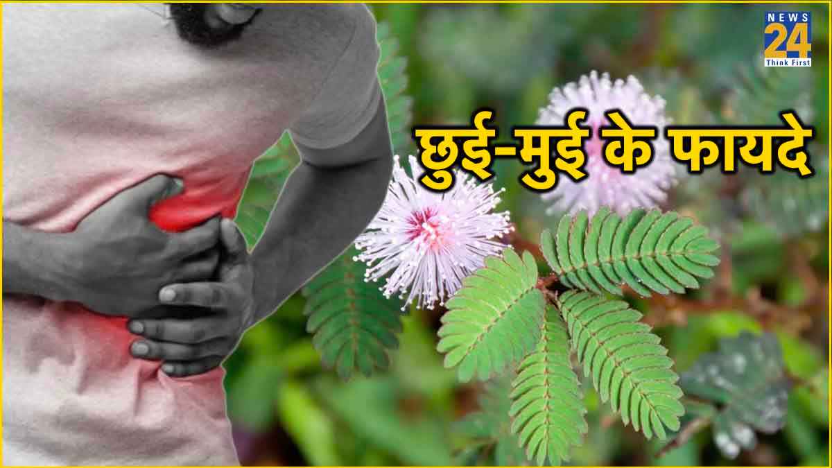Shame Plant Benefits in kidney stone