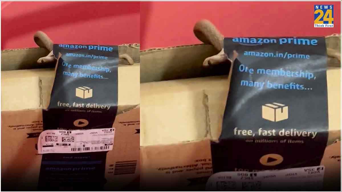 Cobra Snake in Amazon Order Box