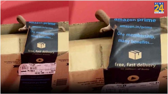Cobra Snake in Amazon Order Box Cobra Snake in Amazon Order Box
