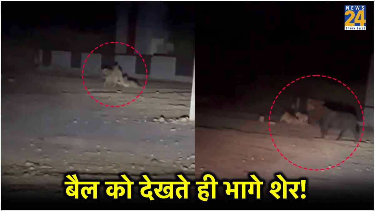 गाय को बचाने के ल‍िए शेरों से भ‍िड़ गया बैल, दुम दबा के भागा जंगल का राजा, देखें VIDEO