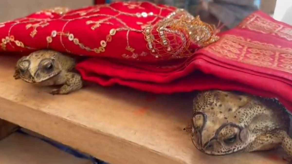 Video : बारिश कराने के लिए हुई नर-मादा मेंढक की शादी, बोले पंडित- अब हनुमान जी जानें कैसे होगी वर्षा