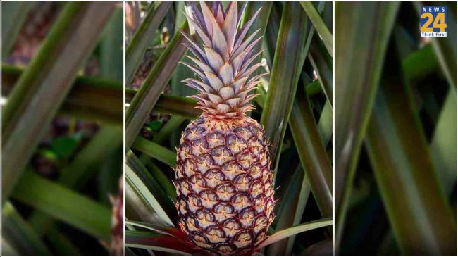 pineapple
